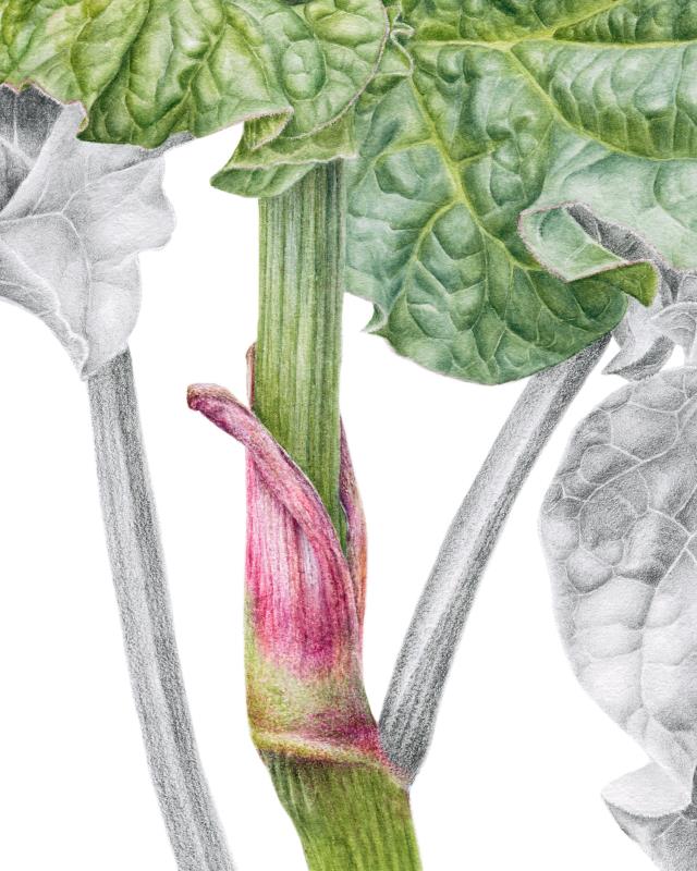 Rhubarb