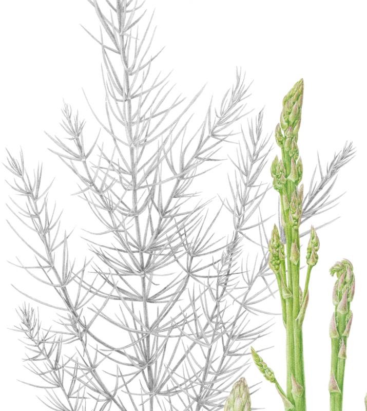 Asparagus officinalis