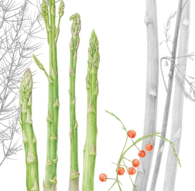 Asparagus officinalis