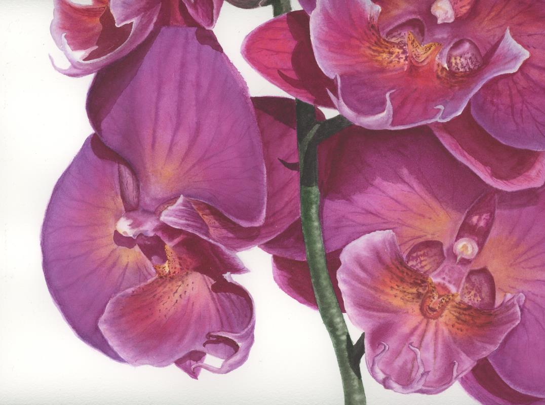 Sonnet Orchid