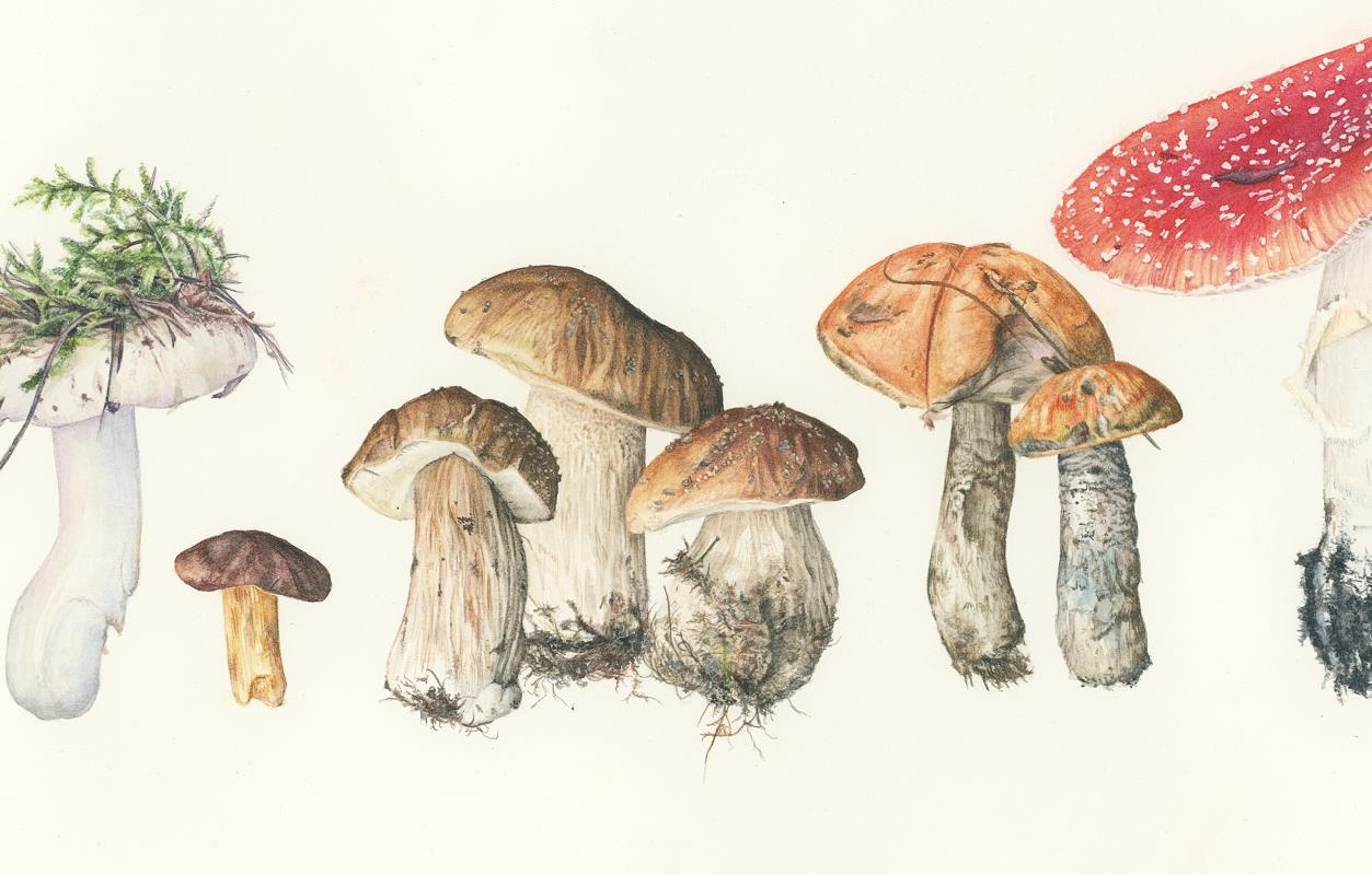 A walk through a forest - funghi study 