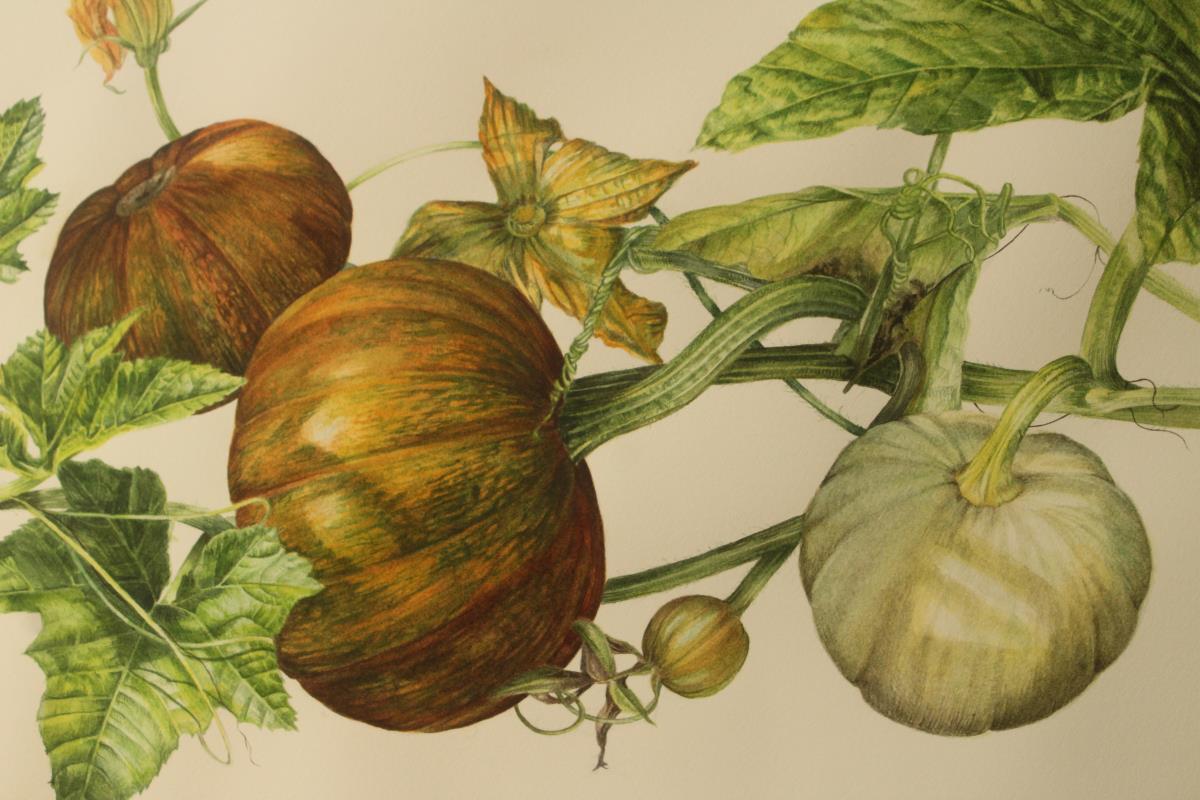 Pumpkin Rhizomes - what is most beautiful is often grounded