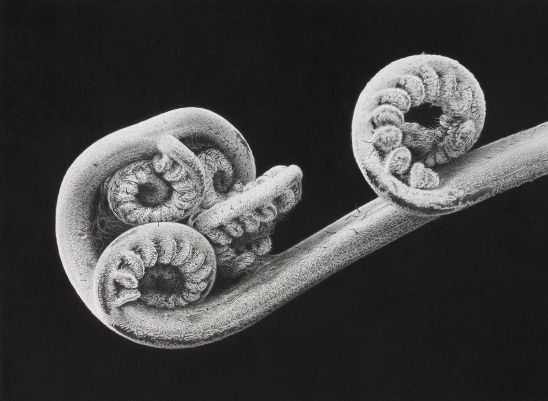 Crozier - Cyathea vieillardii