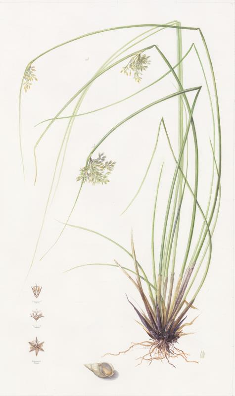 Juncus effusus