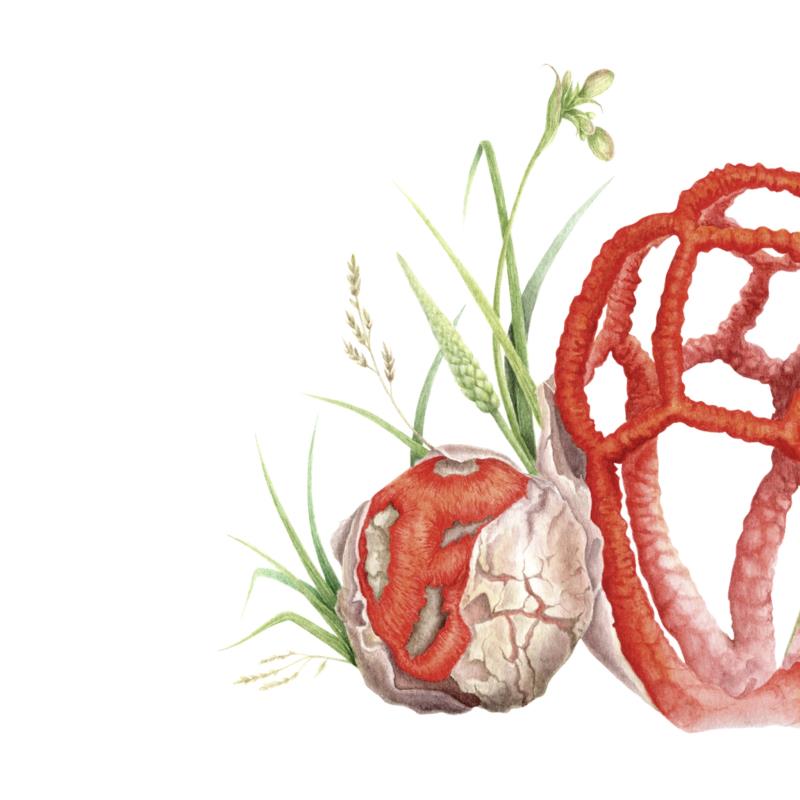 Clathrus ruber