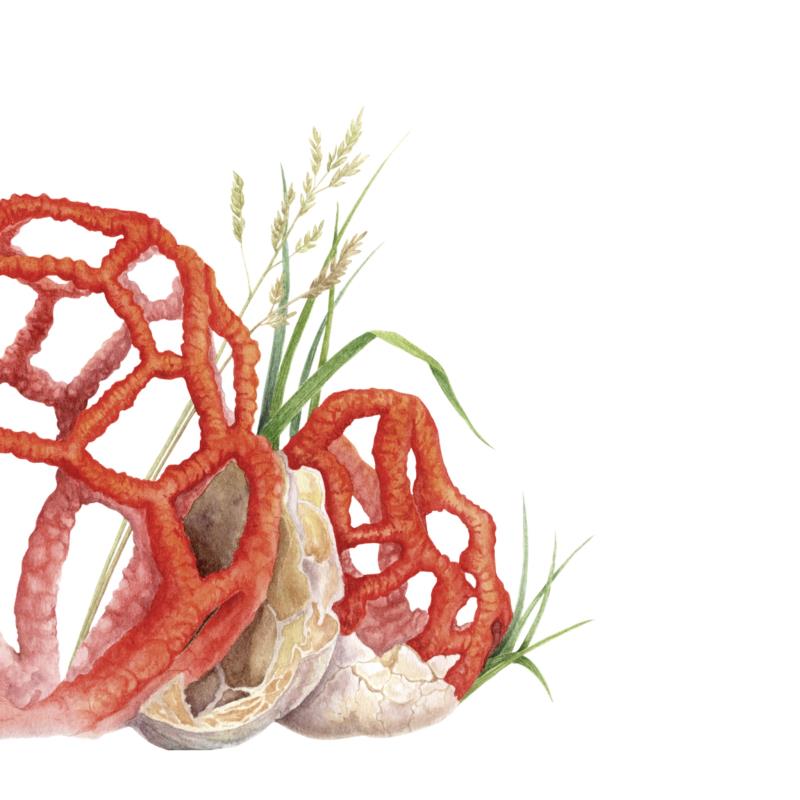 Clathrus ruber
