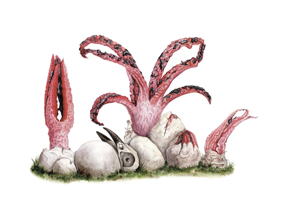 Clathrus archeri