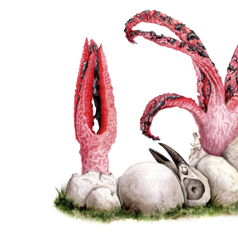 Clathrus archeri