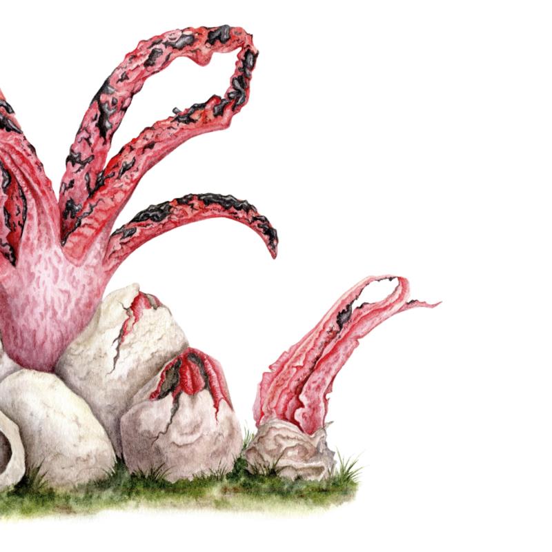 Clathrus archeri