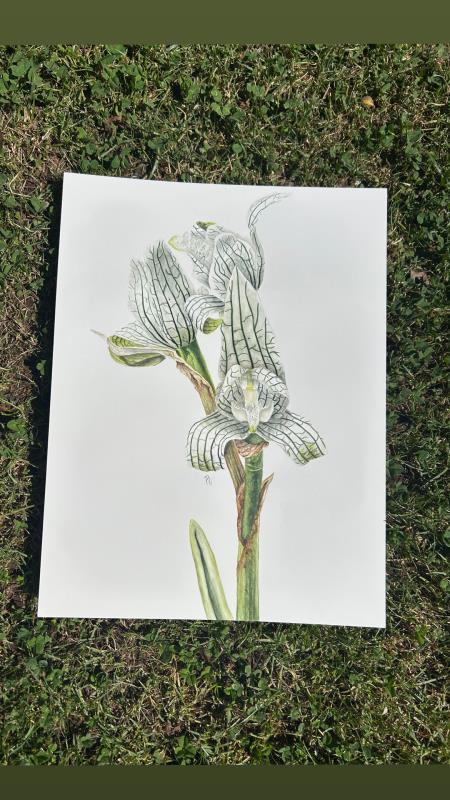 Chloraea magellanica
