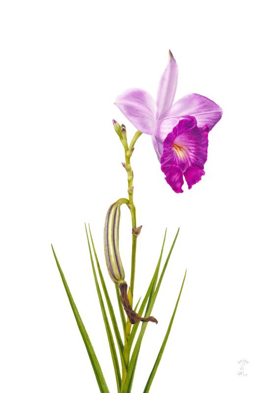 Bamboo orchid #2