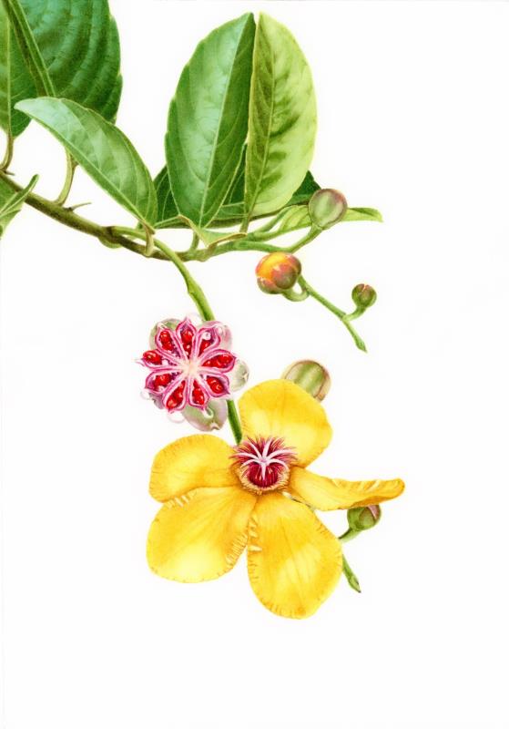 Dillenia luzoniensis #2