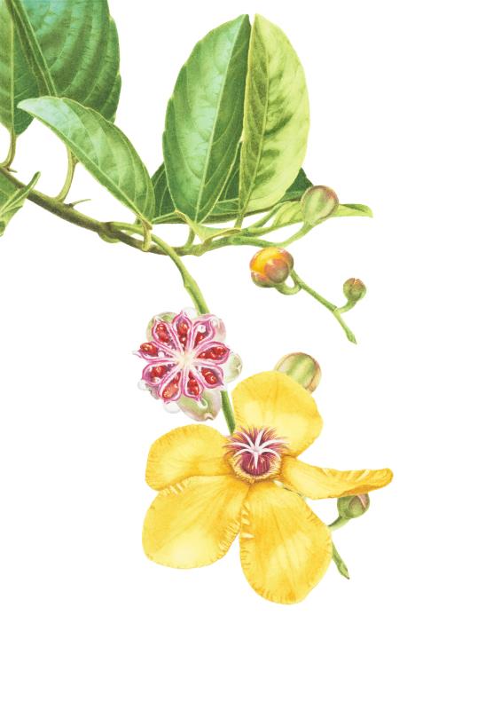Dillenia luzoniensis #2