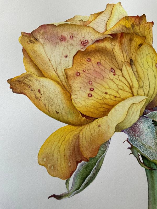 Autumn Rose. Exquisite Withering.