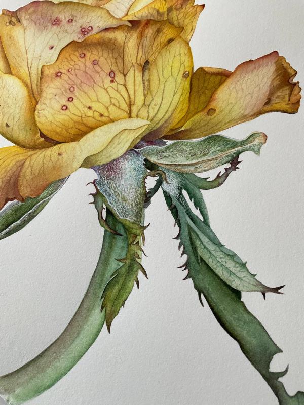 Autumn Rose. Exquisite Withering.