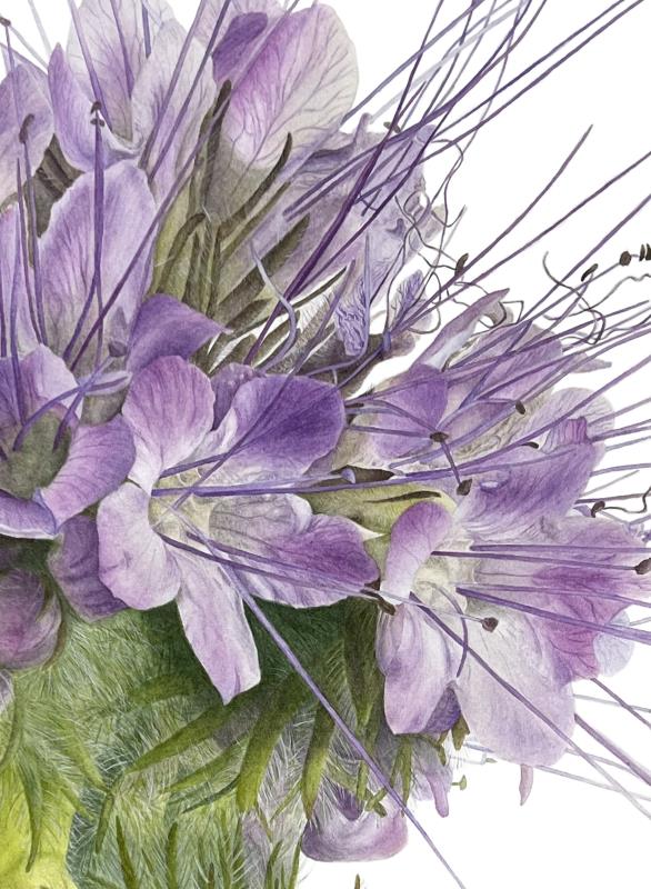 Phacelia