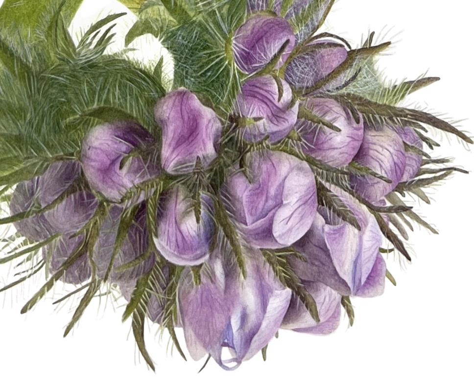 Phacelia