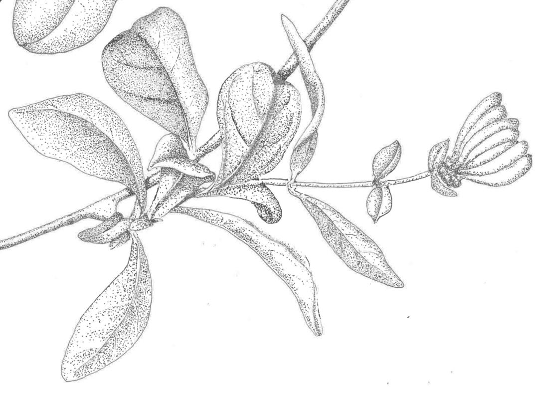 Lonicera periclymenum