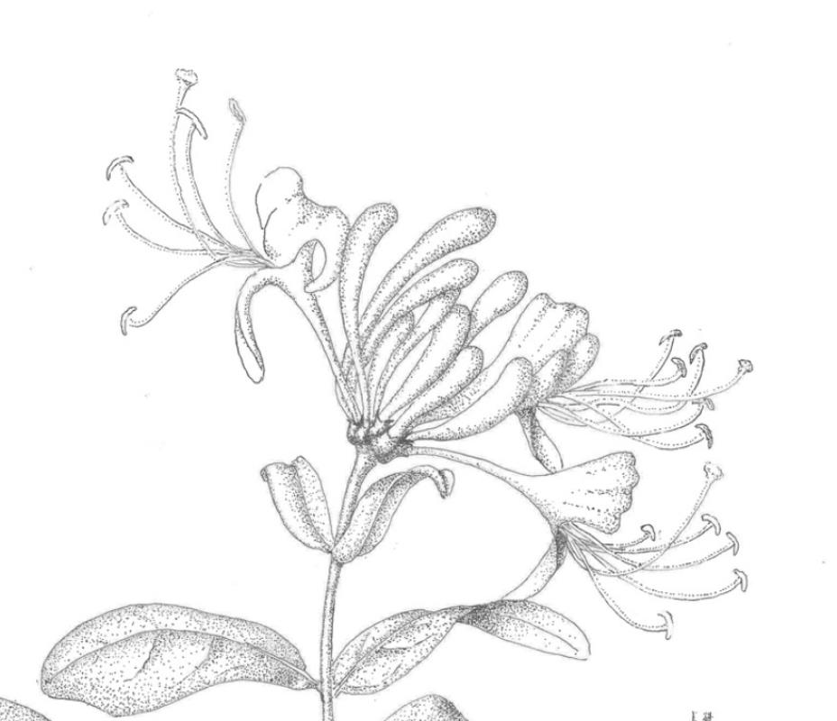 Lonicera periclymenum