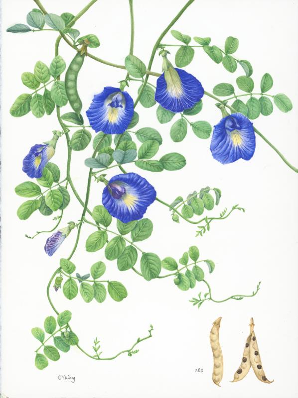 Butterfly Pea (Clitoria ternatea L.)