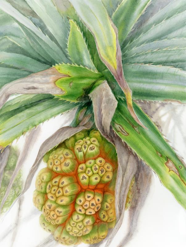Wind at the Devil’s Tears / Pandanus tectorius