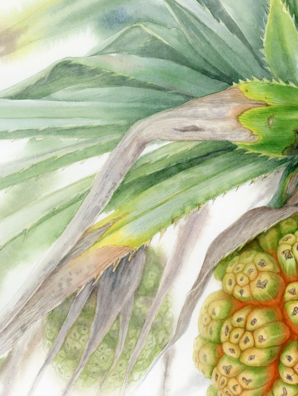 Wind at the Devil’s Tears / Pandanus tectorius
