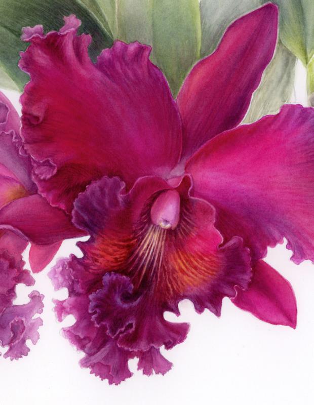 Dance of Passion / The Crimson Cattleya