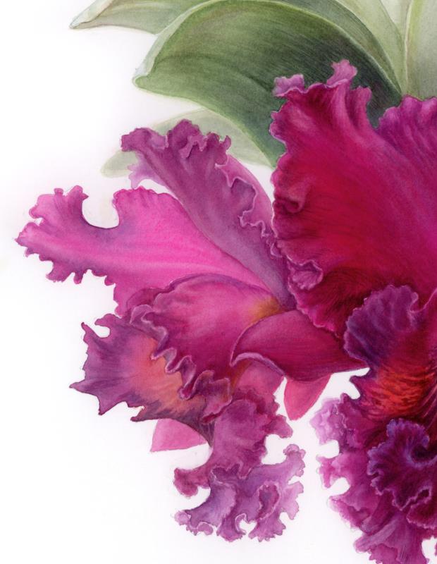 Dance of Passion / The Crimson Cattleya