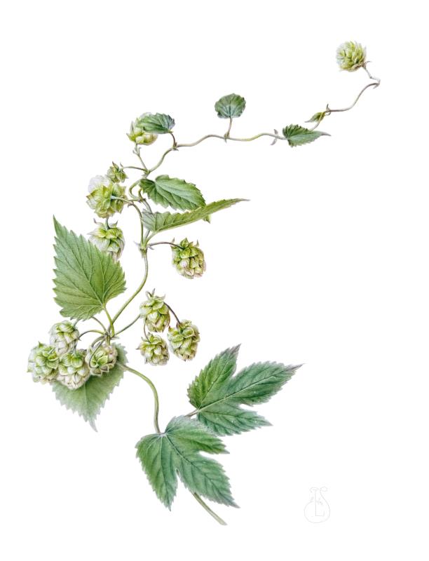 Hops: Green Lace