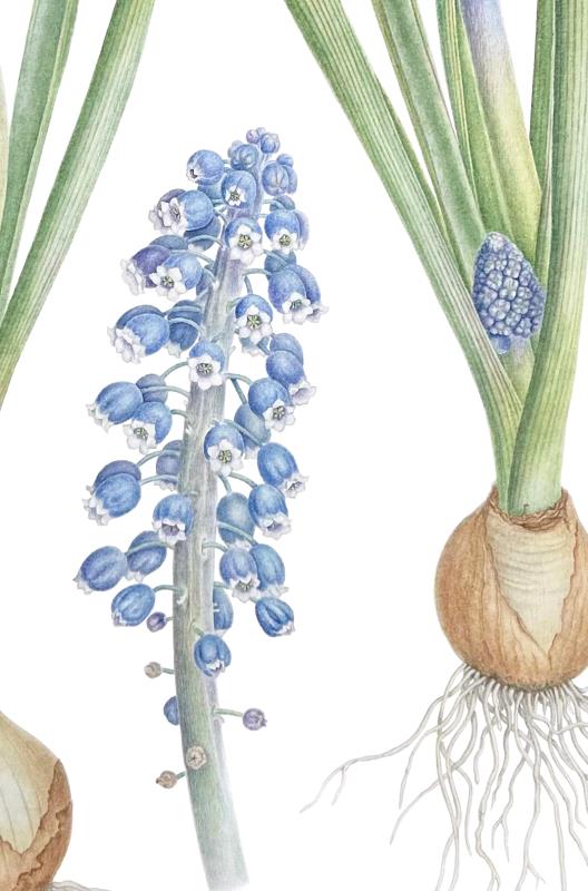 Muscari: Seen and Hidden