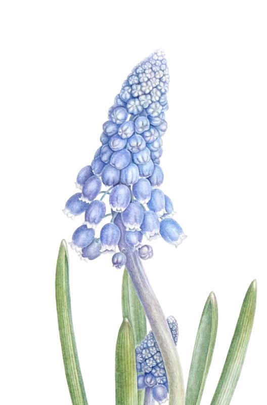 Muscari: Seen and Hidden