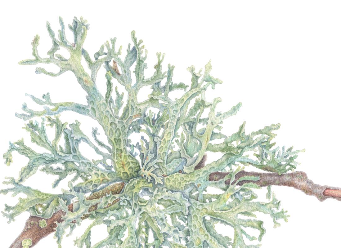 Labyrinth of Illusions. Oakmoss. Evernia prunastri