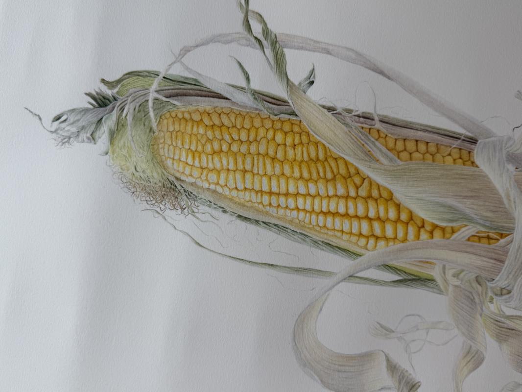 Corn "Galadriel" (Zea mays)
