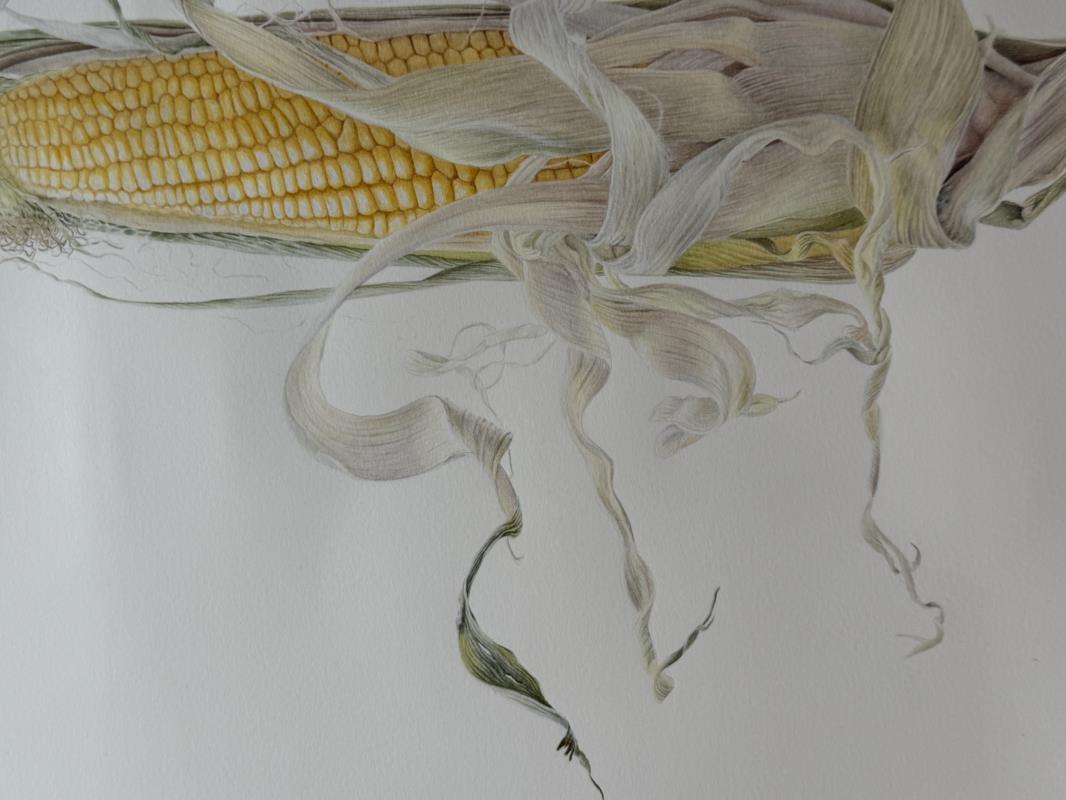 Corn "Galadriel" (Zea mays)