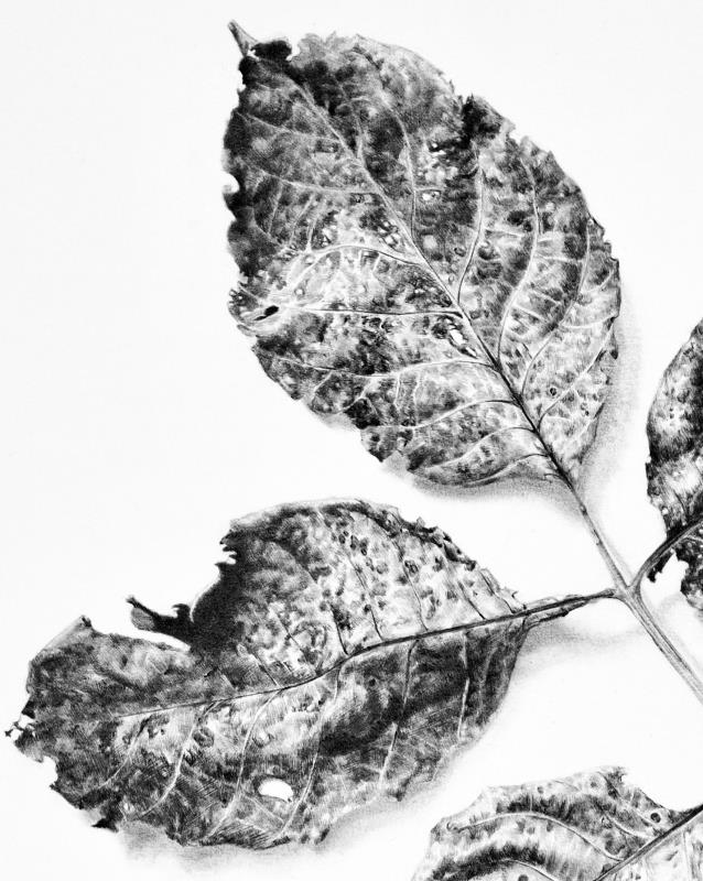 Juglans regia