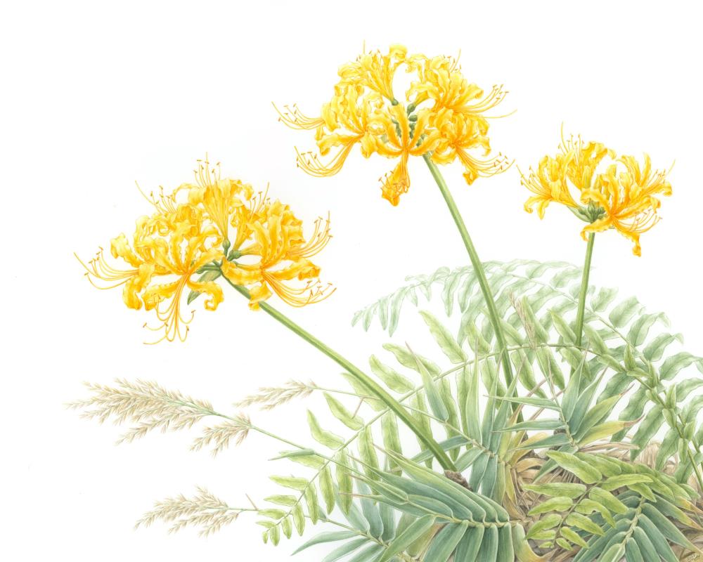 Golden Spider Lilies on Keelung Islet