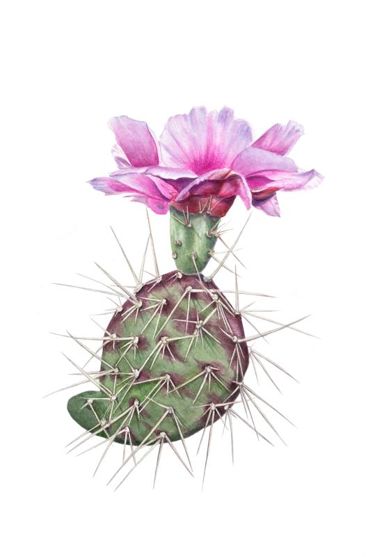 Opuntia basilaris