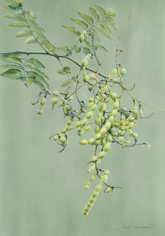 Chinese scholar tree