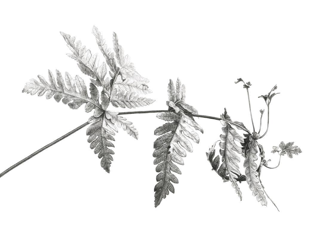 Tectaria gemmifera (Snail fern)