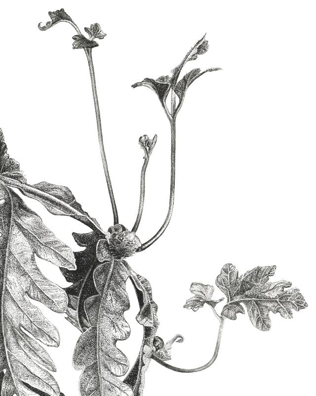 Tectaria gemmifera (Snail fern)