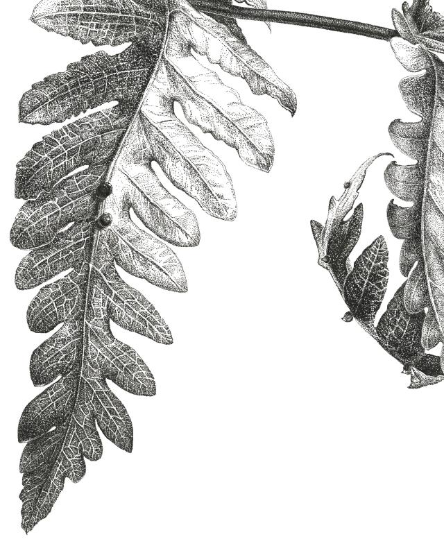 Tectaria gemmifera (Snail fern)