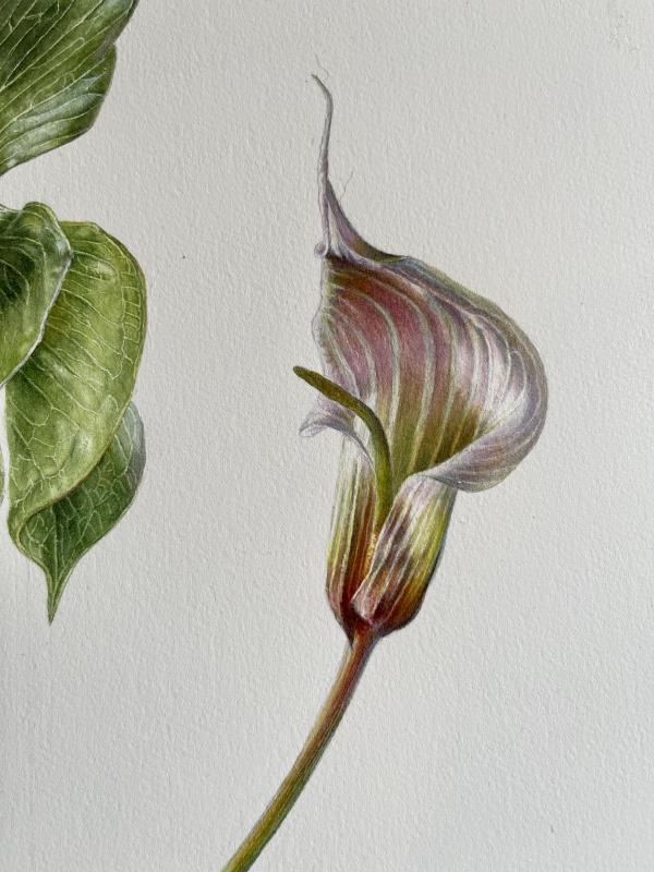 Arisaema candidissimum
