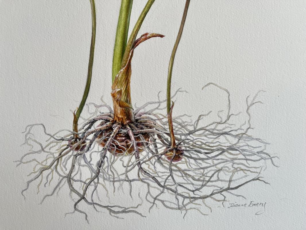 Arisaema candidissimum