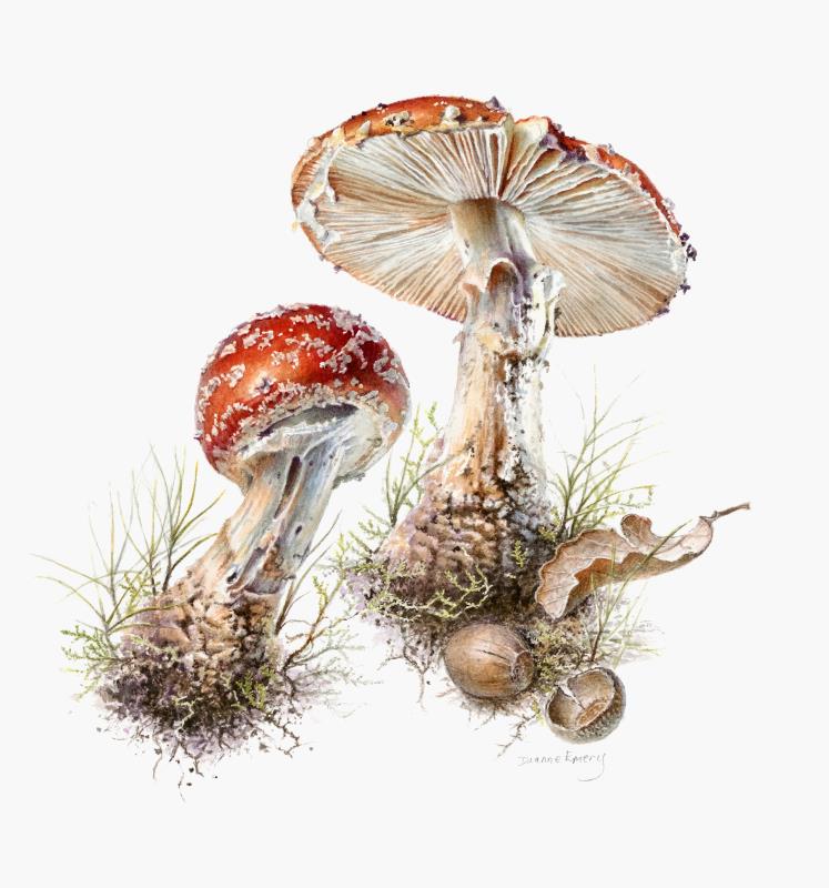 Amanita muscaria