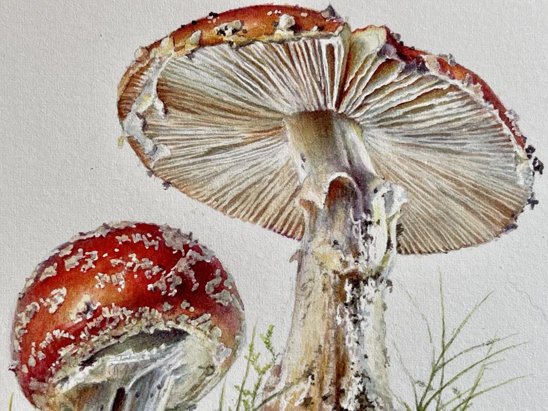 Amanita muscaria