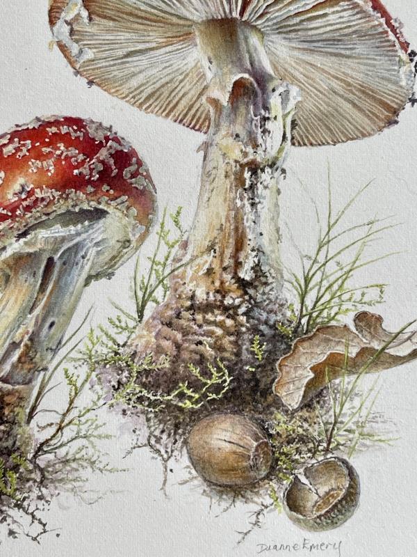 Amanita muscaria