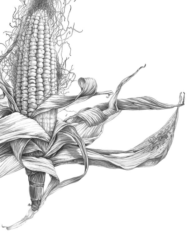 Corn