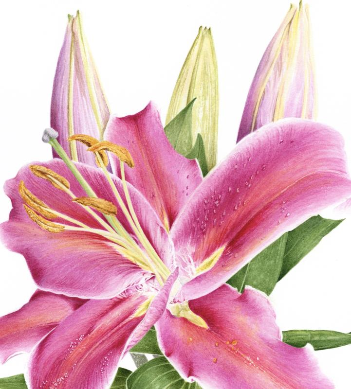 Look Up Stargazer!  Lilium orientalis
