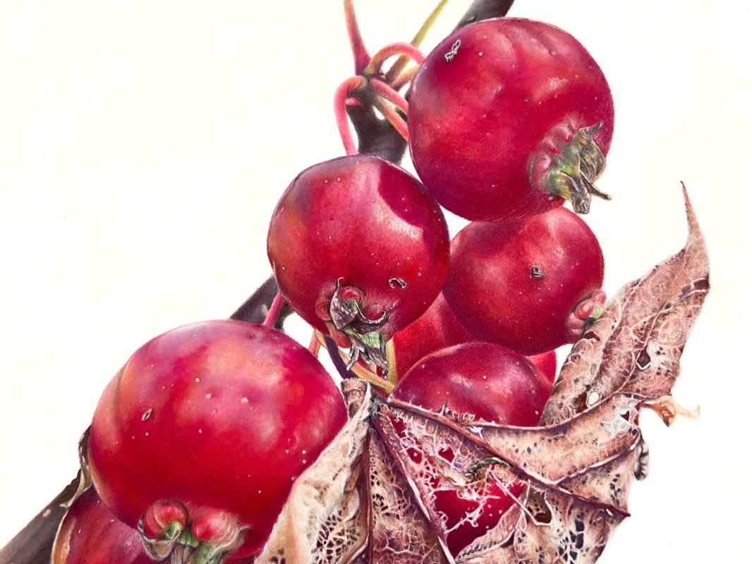 Malus Paradasiaca. Botanical name: Malus paradasiaca (L.), Acer sp.