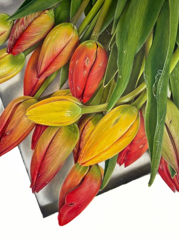 "A bunch of garden tulips". Botanical name: Tulipa x gesneriana (L.)